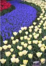 flowers colorful