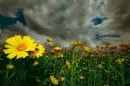Flower background