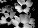 Flower background