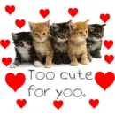 cute cats