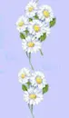 floral backgrounds