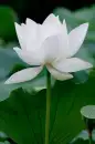 Flower backgrounds