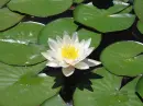 Flower backgrounds
