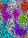 Colorful chettah