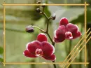 Orchid