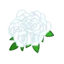 White Rose