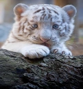 tiger cub