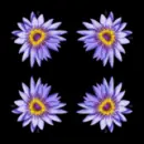 Floral