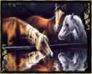 horse