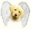 dog angel