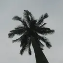 spining coconut