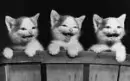 Funny CATS!