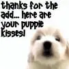 A CUTEE puppie!!AWWW