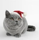 Cute Chrismas Cat