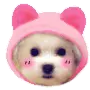 cute puppy