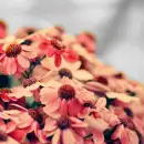 FLOWER :]