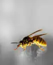 BEE :]