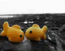 FISH :]