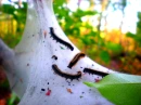 caterpillar