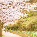 Cherry Blossom