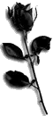 Black Rose