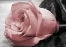 Flower background