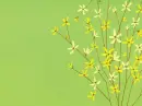 Flower background