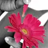 Black,White & Pink Flower