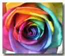 Colorful Rose