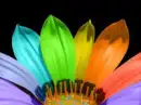 colorful Flower