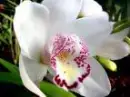 Flower background