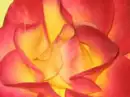 Flower background