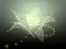 Flower background