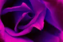Flower background