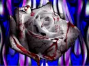 Flower background