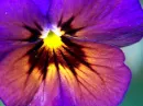 Flower background