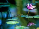 Flower background