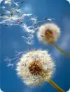 Flower background