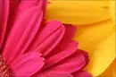 Flower background