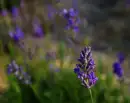 Flower backgrounds