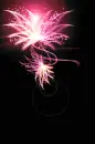 Flower background
