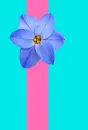 Flower background
