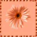 Flower background