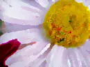 Flower background