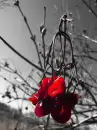 Flower background