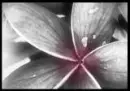 Flower background
