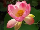 Flower background