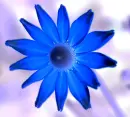 Flower background