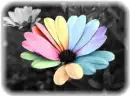 Flower background