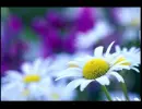 Flower background